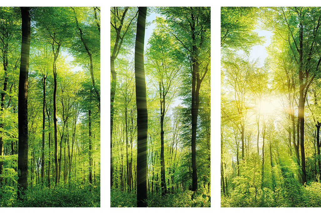 sun-drenched forest Set